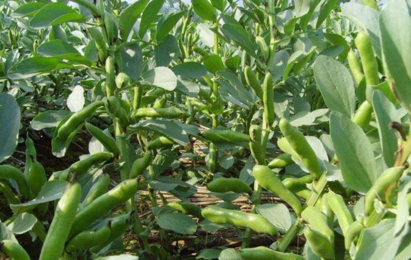 南阳青豌豆大量上市产地直发一手货源欢迎咨询