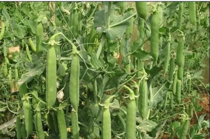 南阳青豌豆大量上市产地直发一手货源欢迎咨询
