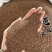 菟丝子干净水洗内蒙菟丝子实拍货一手货源过筛货