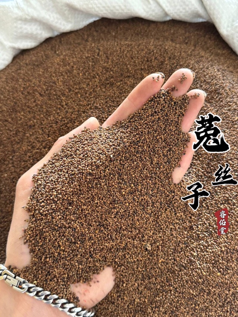 菟丝子干净水洗内蒙菟丝子实拍货一手货源过筛货