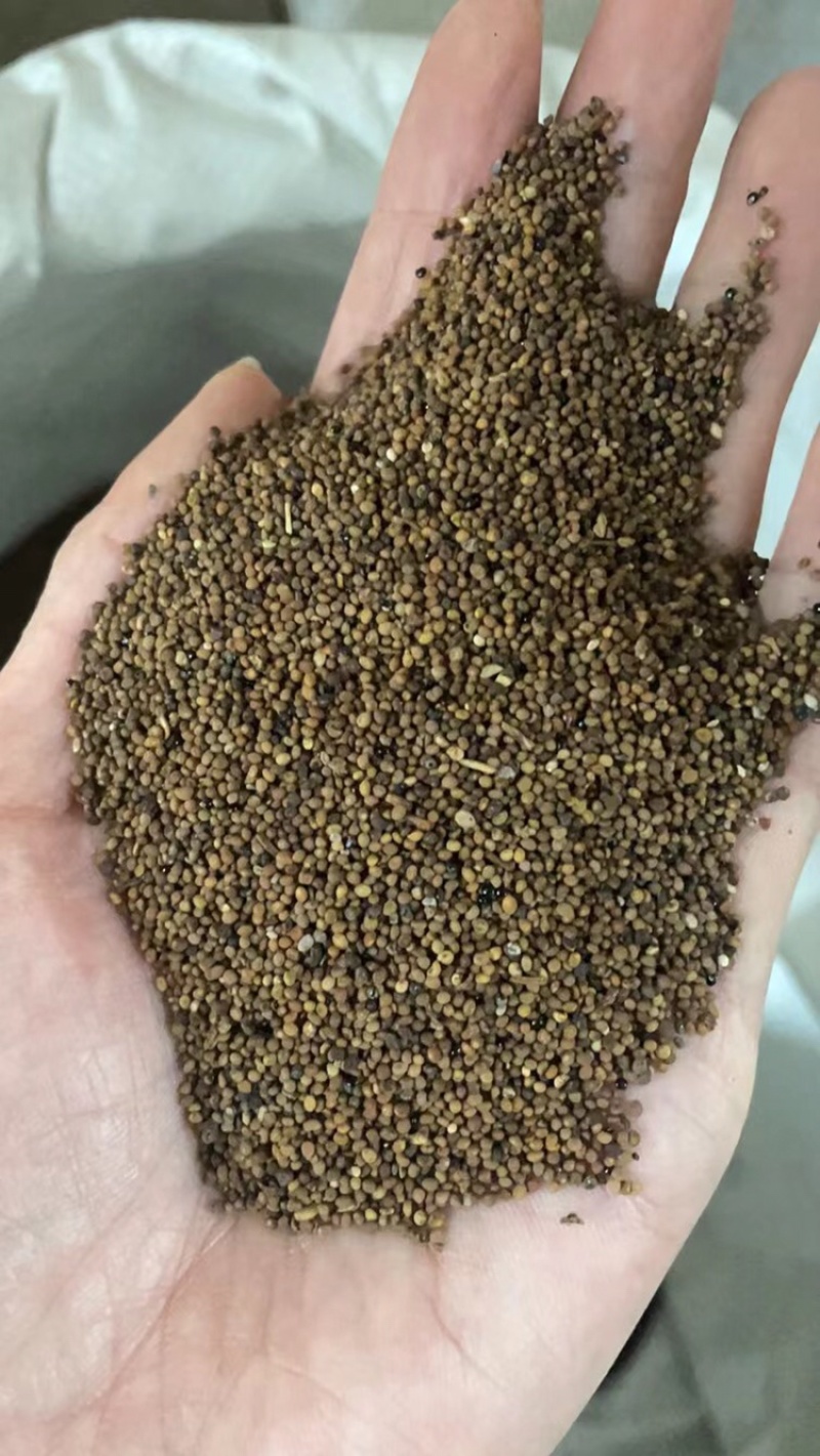 菟丝子干净水洗内蒙菟丝子实拍货一手货源过筛货