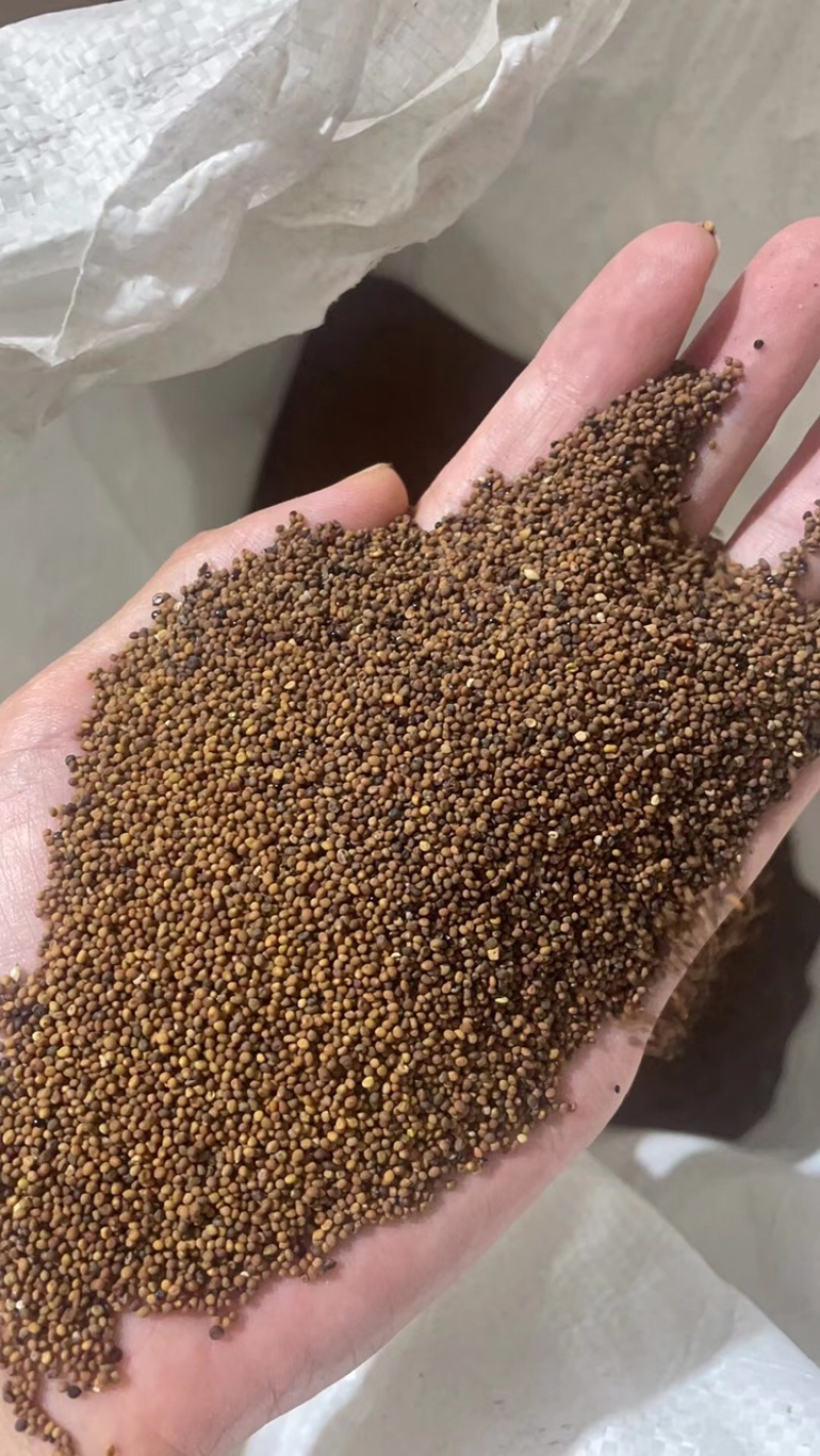菟丝子干净水洗内蒙菟丝子实拍货一手货源过筛货
