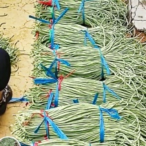山东省聊城市精品长豆角