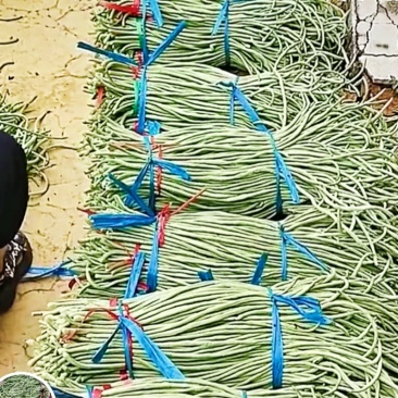 山东省聊城市精品长豆角