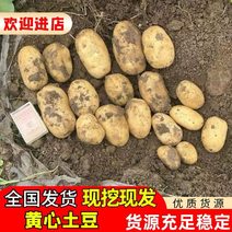 陕北黄心土豆产地发货一手货源批发品质保证价格美丽