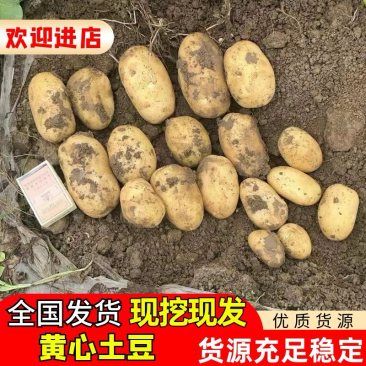 湖北黄心土豆产地发货一手货源批发品质保证价格美丽