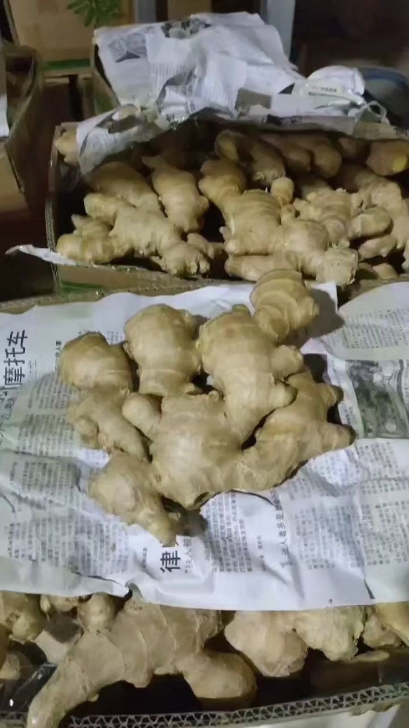 生姜，山东优质大黄姜，小黄姜大量现货，欢迎选购