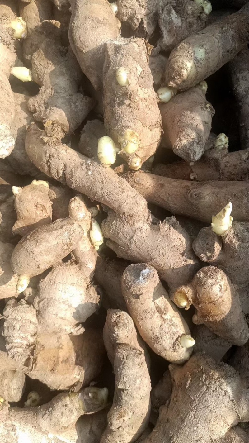 生姜，山东优质大黄姜，小黄姜大量现货，欢迎选购