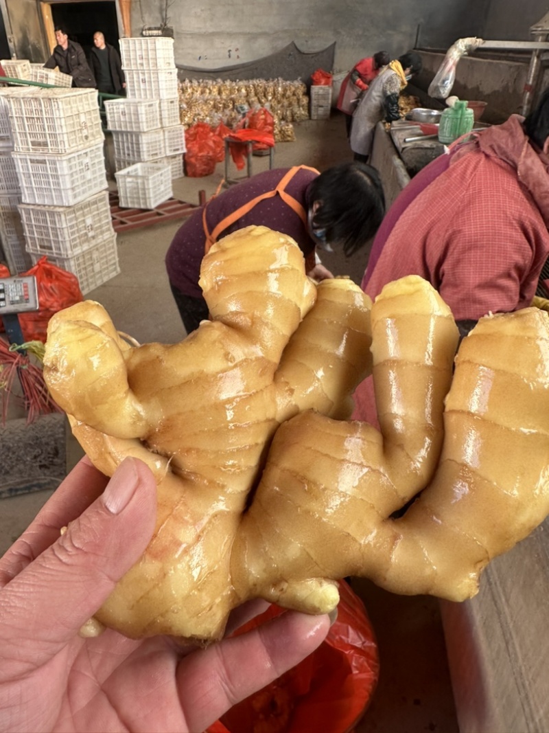 生姜，山东优质大黄姜，小黄姜大量现货，欢迎选购