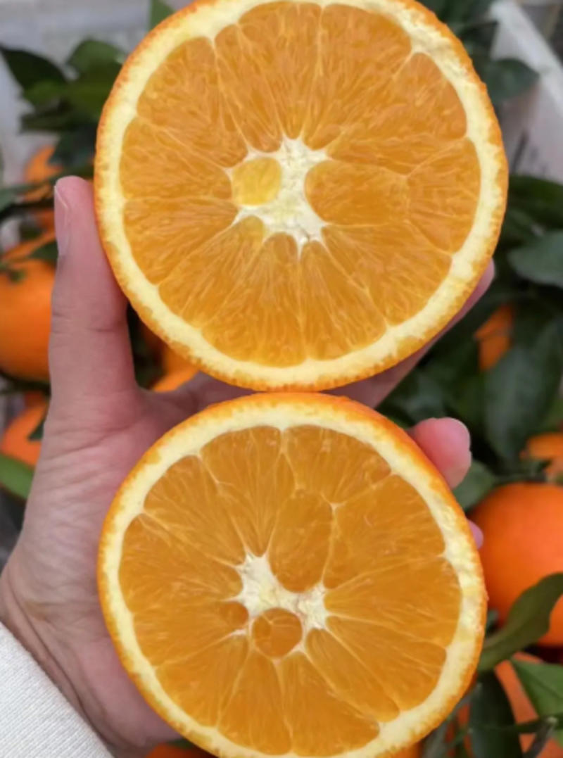 精品奉节脐橙产地直发一手货源量大从优可视频看货