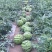 陕西甜王西瓜陕西无籽西瓜现摘现发品质保证实力商家