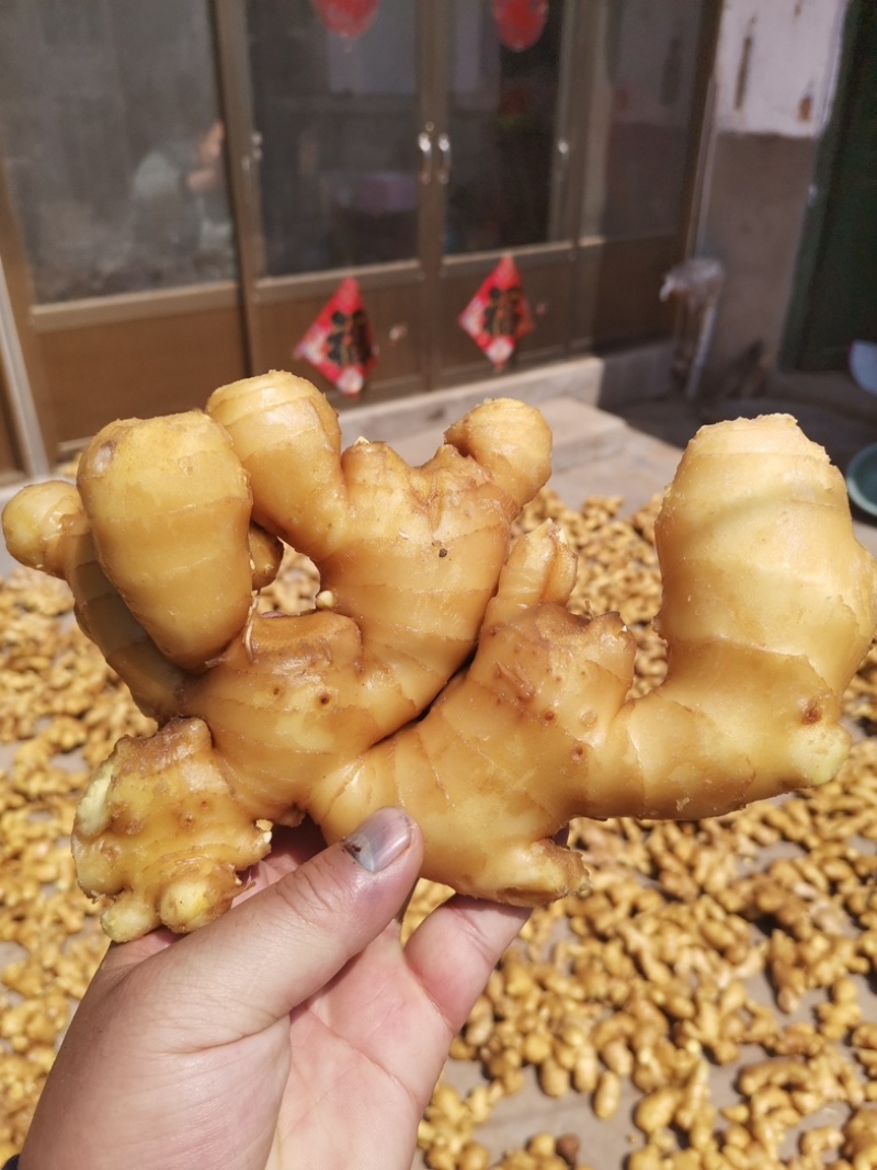 生姜，山东优质大黄姜，小黄姜大量现货，欢迎选购