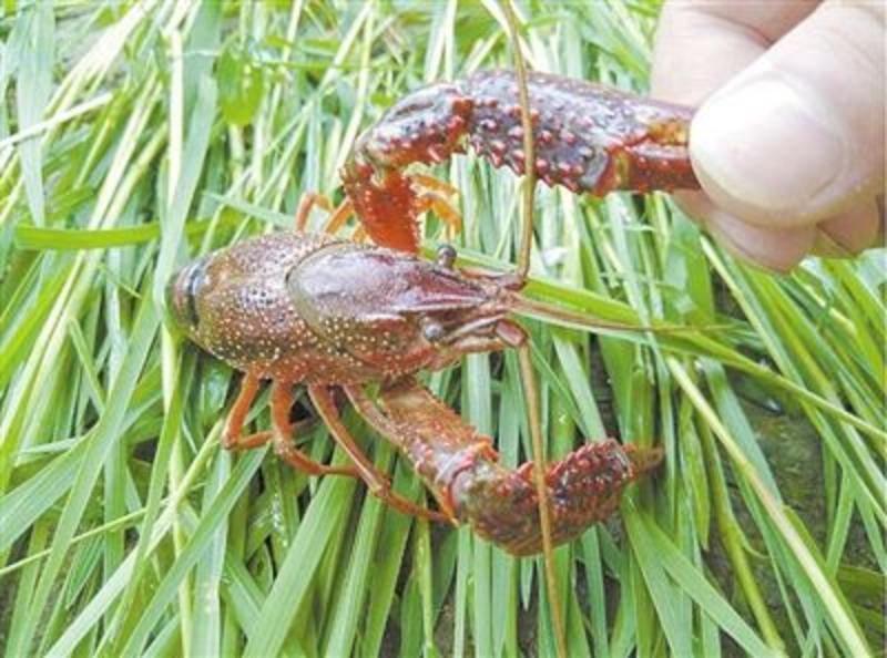 洪湖鱼米之乡生态清水清壳淡水鲜活小龙虾