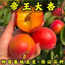 帝王杏树苗产地现起现发东北耐寒新品种杏树苗辽宁果树苗