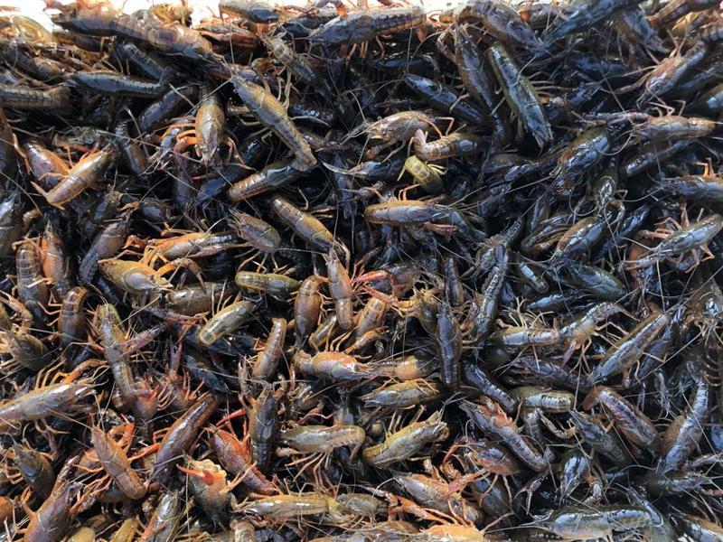 洪湖鱼米之乡清水青壳小龙虾肉质饱满