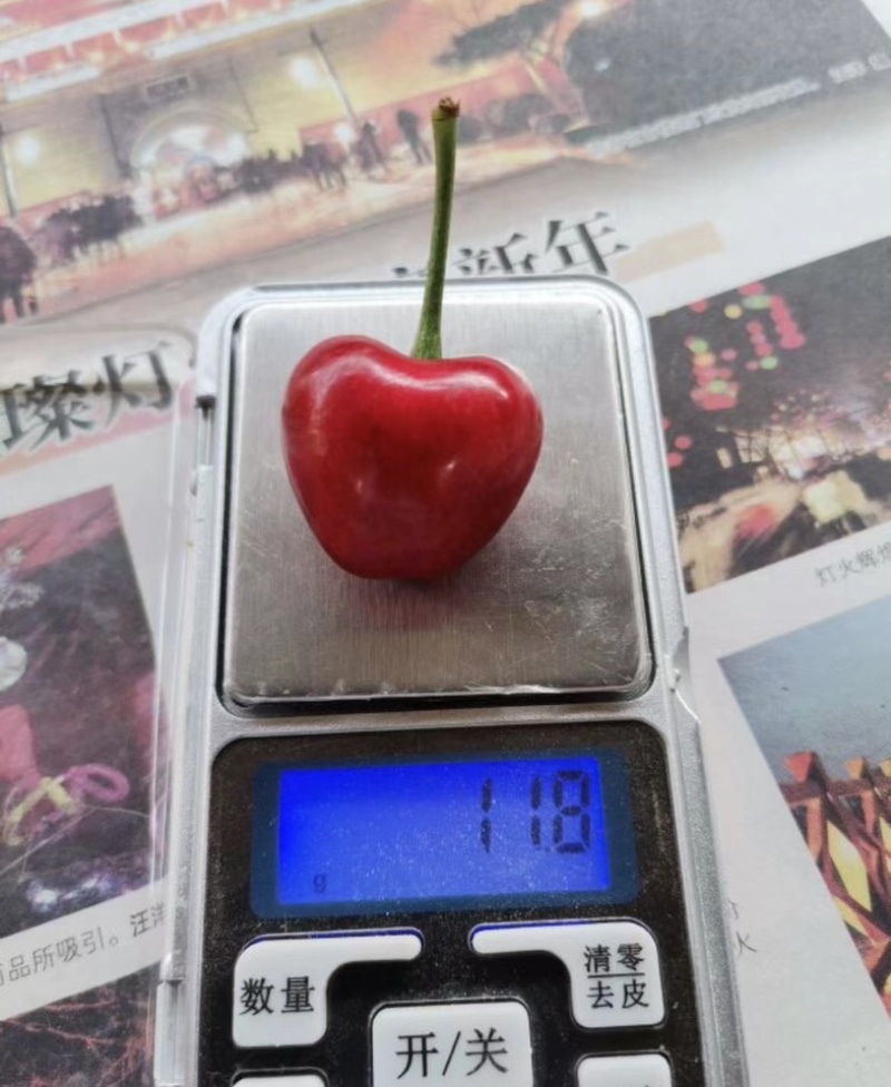 樱桃。山东沂蒙山优质大樱桃，美早，红灯，上市中欢迎选购。