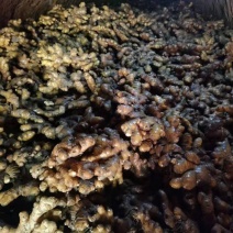 小黄姜需要的抓紧啦