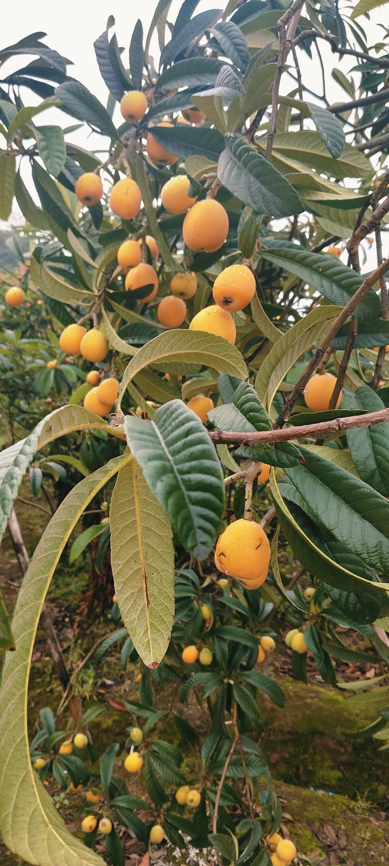 江津五星大枇杷（大果单个100-150g）