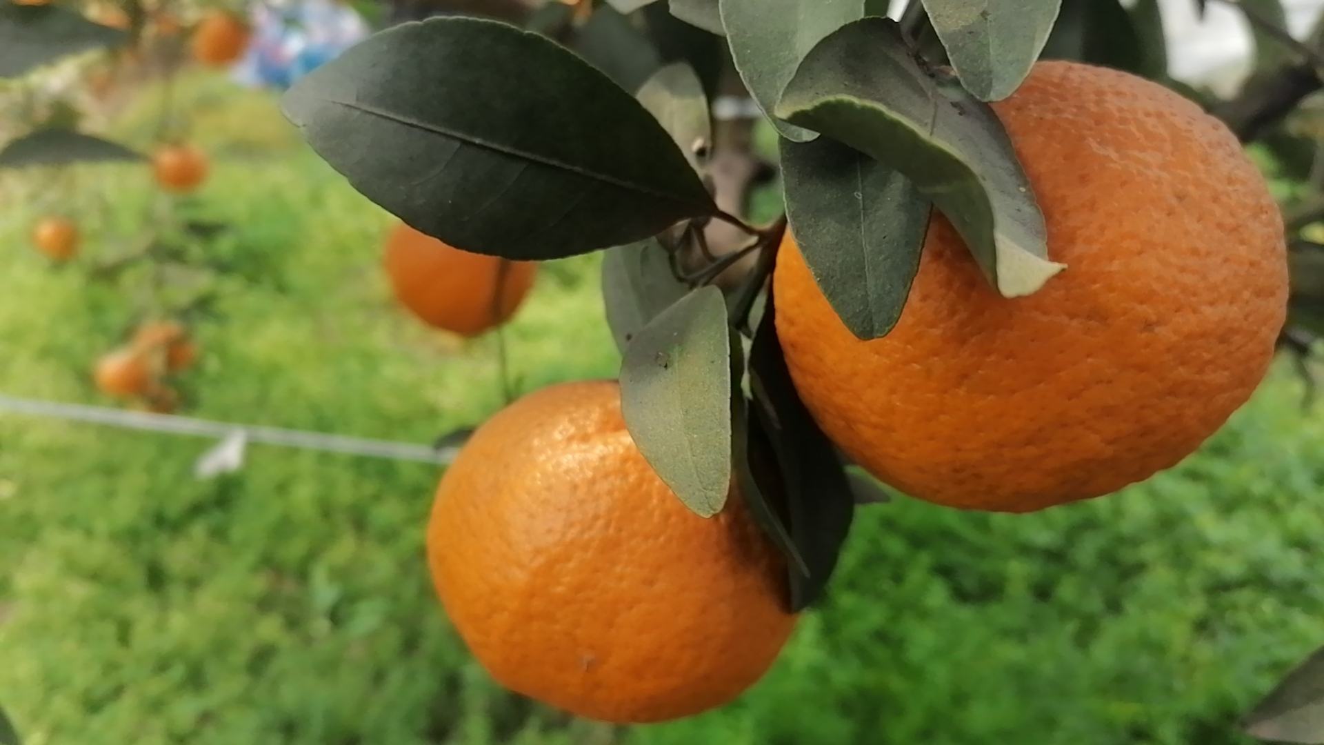 七月果小青柑采摘现场