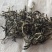 生态绿茶