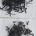 生态绿茶