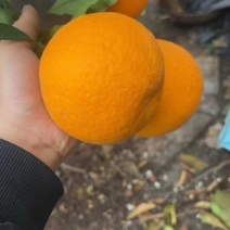 【青见柑橘】四川青见柑橘大量现货直发，产区一手货源，对接电商