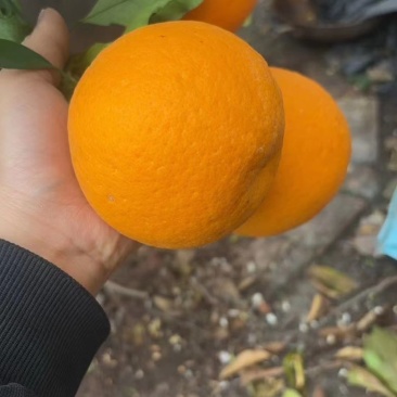 【青见柑橘】四川青见柑橘大量现货直发，产区一手货源，对接电商