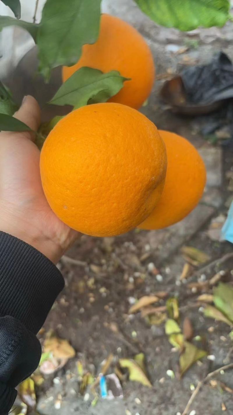 【青见柑橘】四川青见柑橘大量现货直发，产区一手货源，对接电商