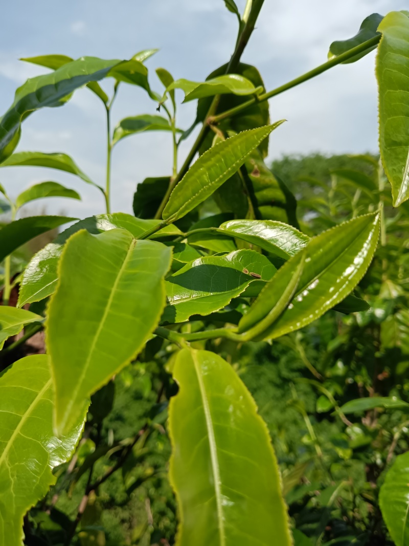 云南凤庆滇红茶，古树红茶古树茶，自产自销长期供货