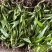 白芨苗三百万现货1.5到3公分3毛