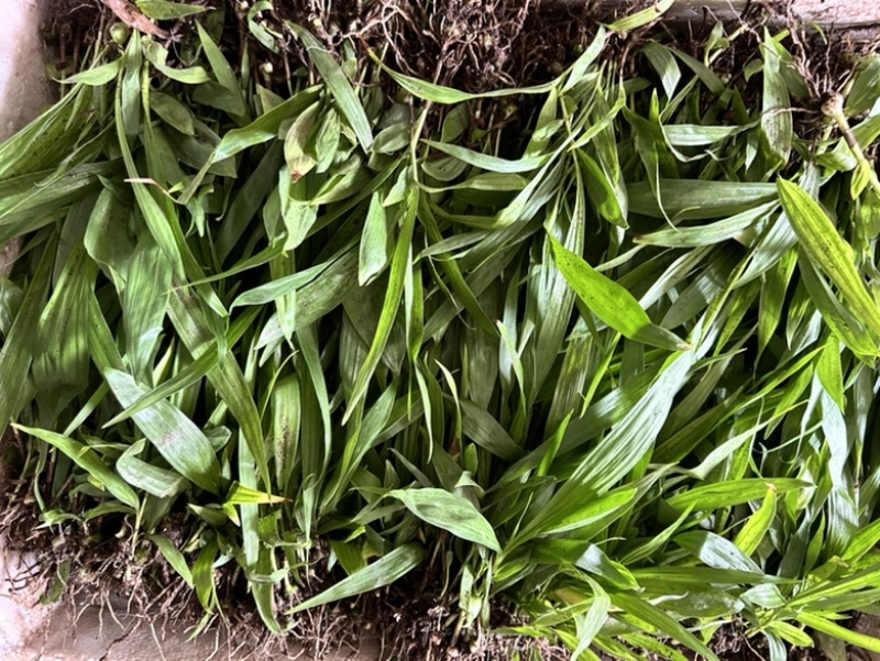 白芨苗三百万现货1.5到3公分3毛