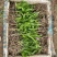 白芨苗三百万现货1.5到3公分3毛