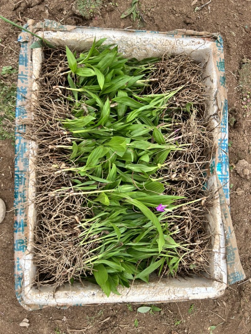 白芨苗三百万现货1.5到3公分3毛