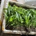 白芨苗三百万现货1.5到3公分3毛
