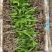 白芨苗三百万现货1.5到3公分3毛