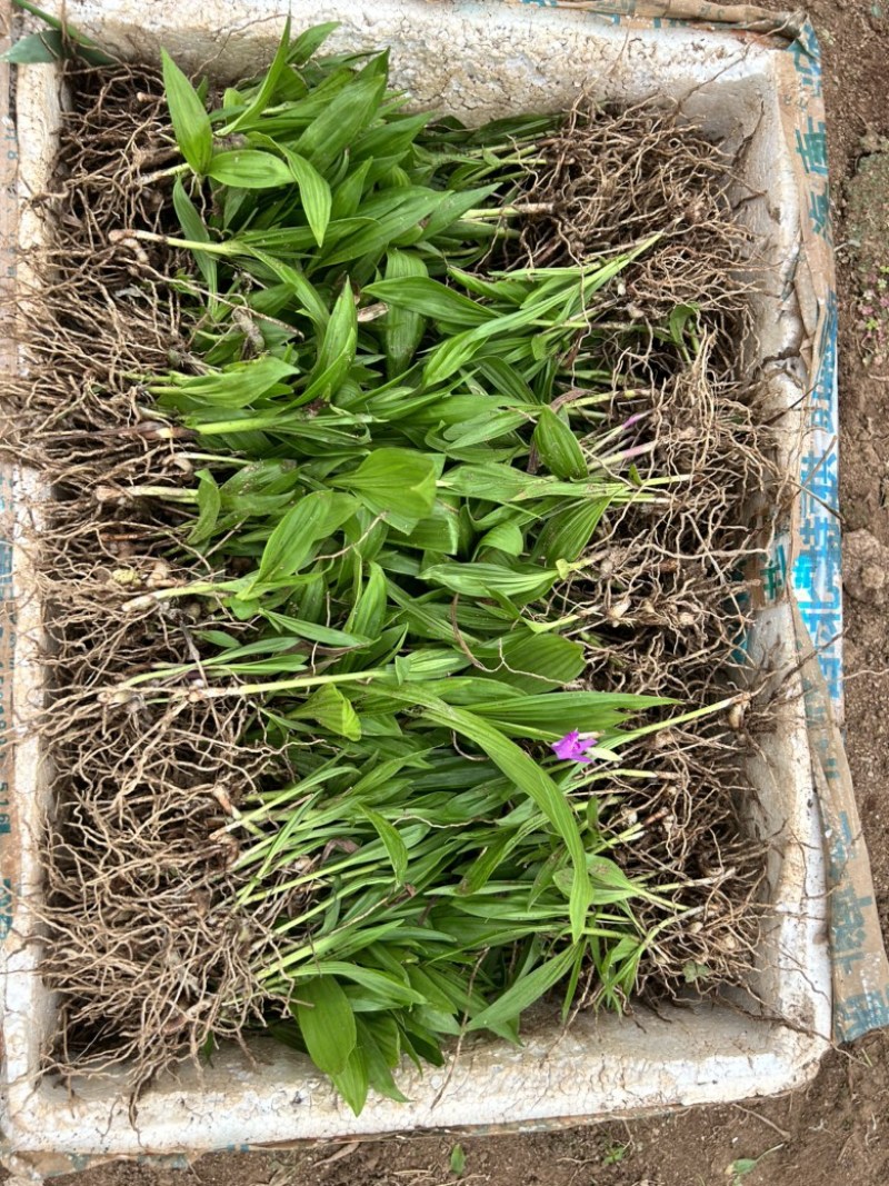 白芨苗三百万现货1.5到3公分3毛
