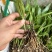 白芨苗三百万现货1.5到3公分3毛