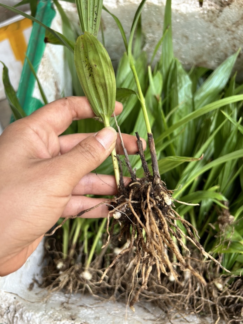 白芨苗三百万现货1.5到3公分3毛