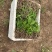 白芨苗三百万现货1.5到3公分3毛