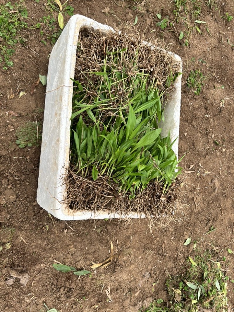 白芨苗三百万现货1.5到3公分3毛