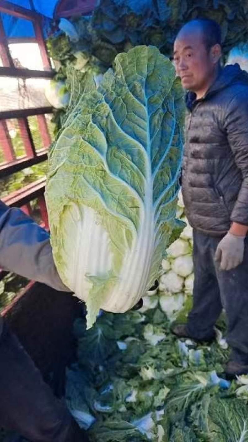 精品黄心白菜大量上市品质保证量大从优欢迎联系