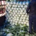 精品黄心白菜大量上市品质保证量大从优欢迎联系