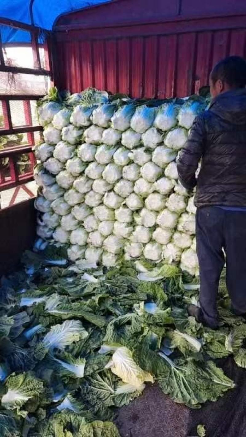精品黄心白菜大量上市品质保证量大从优欢迎联系