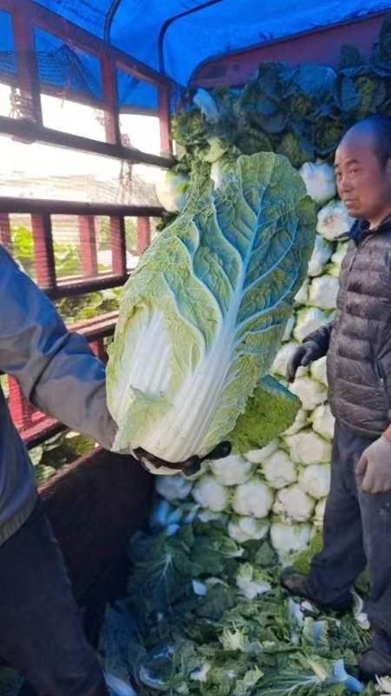 精品黄心白菜大量上市品质保证量大从优欢迎联系