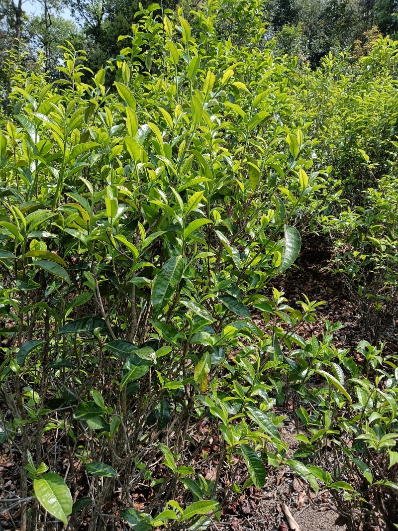 云南凤庆滇红茶，古树红茶古树茶，自产自销长期供货