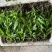 白芨苗三百万现货1.5到3公分3毛