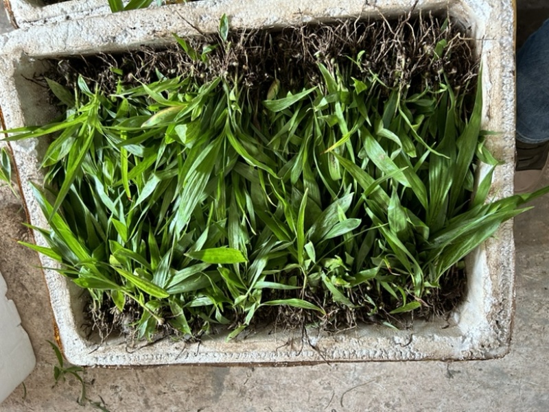 白芨苗三百万现货1.5到3公分3毛