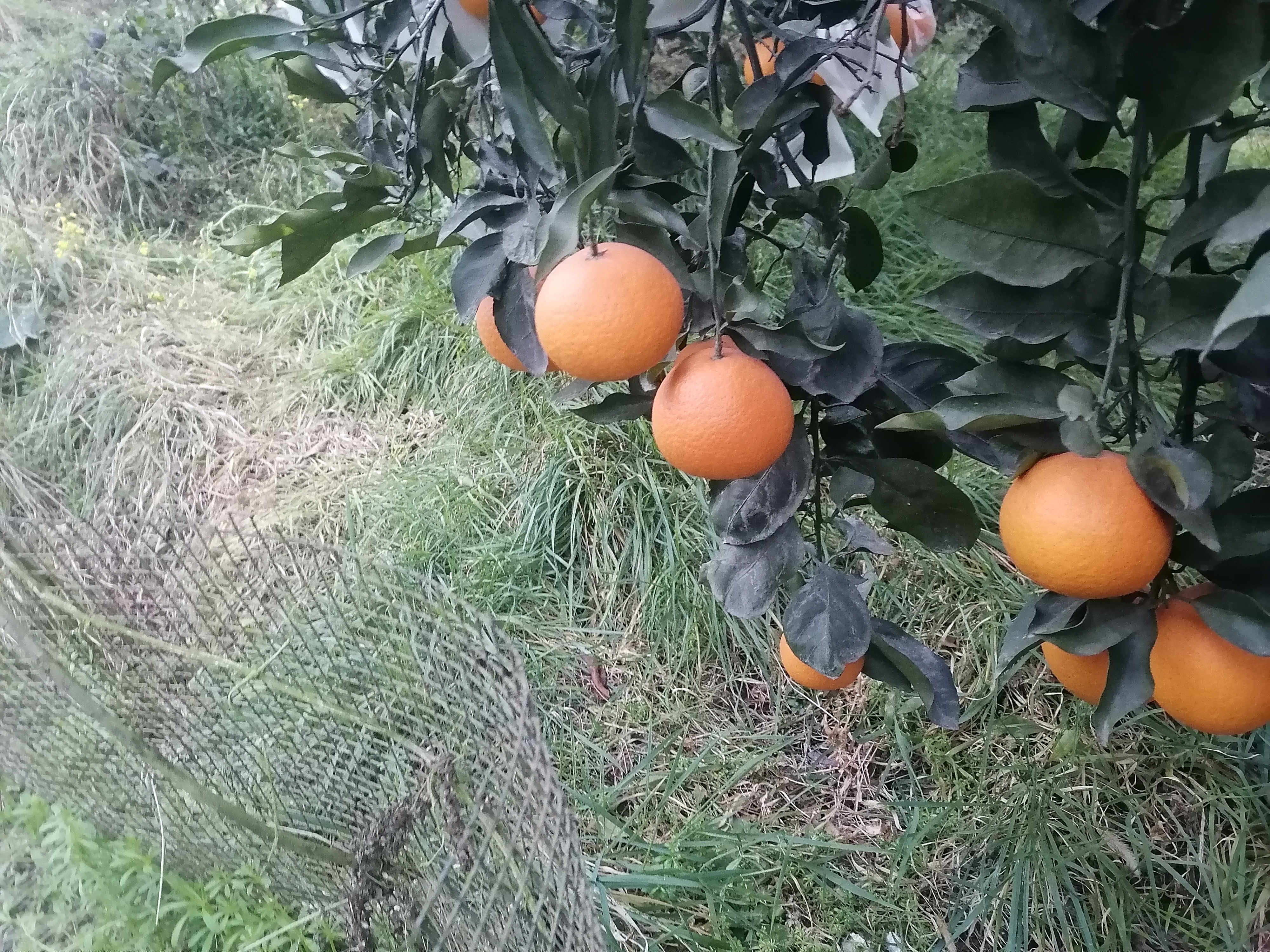 青见柑橘果园采摘现场