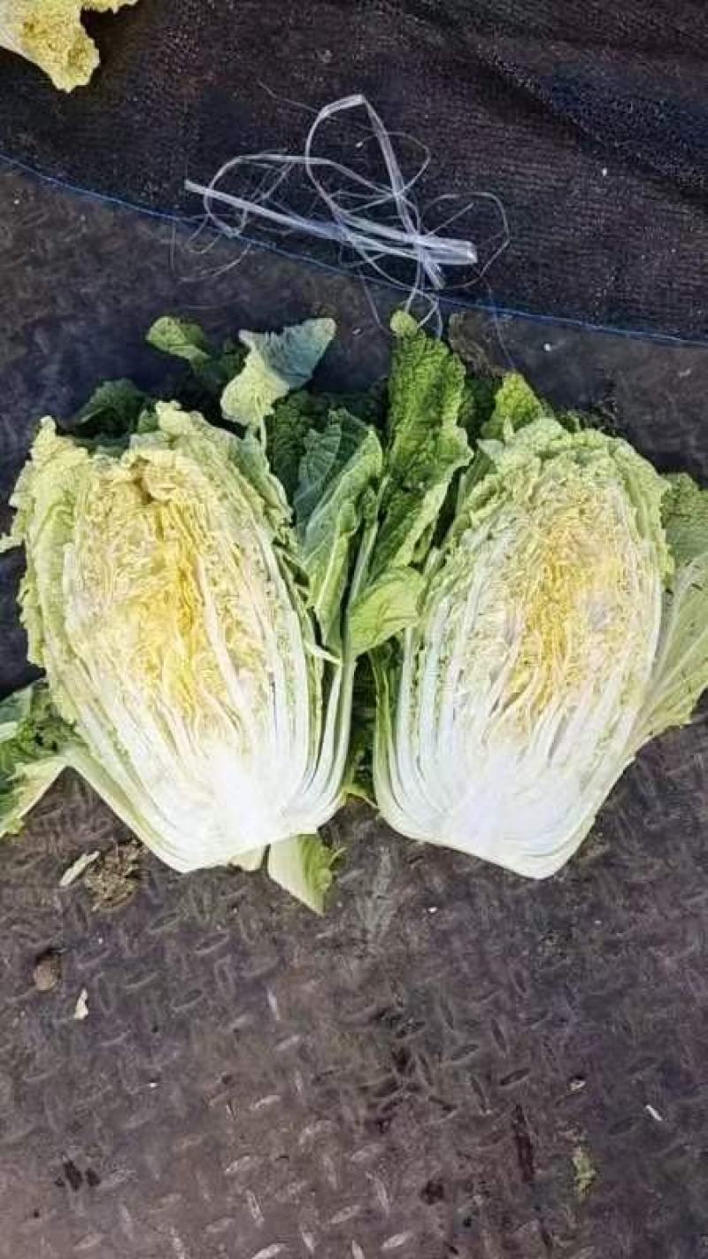 精品黄心白菜大量上市品质保证量大从优欢迎联系