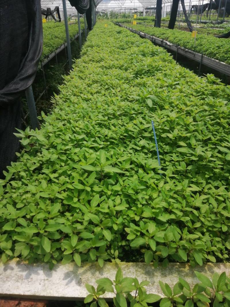食用薄荷叶